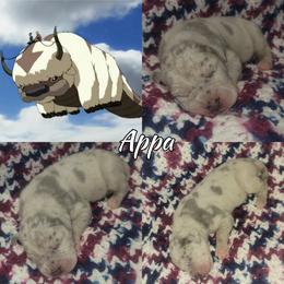 Appa - Merle male Great Dane puppy in Pollock, Louisiana from Danes Done Right