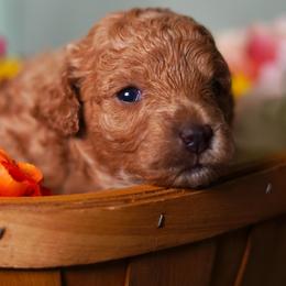 Matcha - Apricot male Poodle puppy in Las Vegas, Nevada from Plush Toy Poodle Puppies & Pals