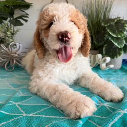 Prada - Yellow and white female Bernedoodle puppy in Gilbert, Arizona from The Berne Barn... it’s a Doodle thing!