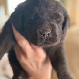 Lorena - Chocolate female Labrador Retriever puppy in Davenport, New York from New England Premier English Labradors