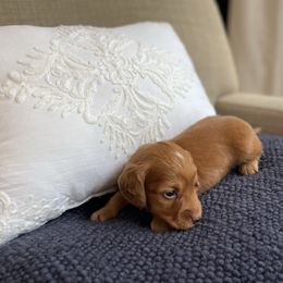OAKLEY - Red male Dachshund puppy in Granger, Indiana from Woodland Doxies