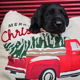 Girl 1 - Black female Labrador Retriever puppy in Soddy Daisy, Tennessee from Lakeside Labs