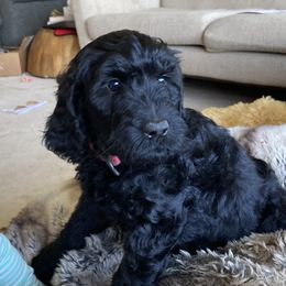 Marsha - Black female Labradoodle puppy in Anaconda, Montana from Daisy's Labradoodles