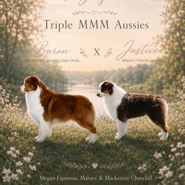Australian Shepherd puppies from Triple MMM Kennel