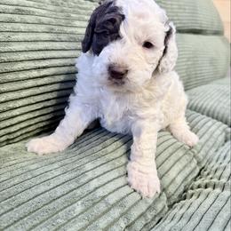 Girl 3 - female Newfypoo puppy in Bloomfield, Iowa from Schooley Doodles