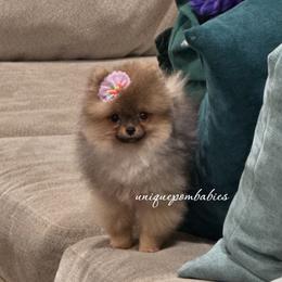 Pomeranian Puppies from Uniquepombabies