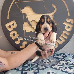 Brown collar - Black white and brown male Basset Hound puppy in Alton, Illinois from Show Me Great Danes and Basset Hounds