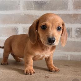Girl 4 (CKC) - Dapple female Dachshund puppy in Nacogdoches, Texas from S7 Dachsunds