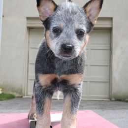 Australian Cattle Dog Puppies from Kanku