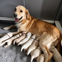 Golden Retriever Puppies from High Desert Goldens, LLC