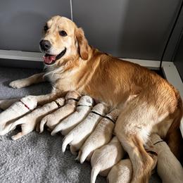 Golden Retriever Puppies from High Desert Goldens, LLC
