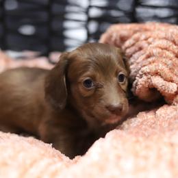 Marlow - Red female Dachshund puppy in Eaton, Ohio from Miniature Alphas Dachshunds