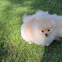 Charlotte jr - Cream female Pomeranian puppy in Los Angeles, California from Pommies of LA