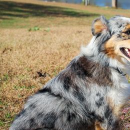 Australian Shepherds and Miniature American Shepherds from Adair Edwards