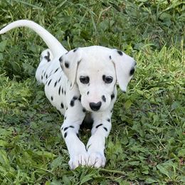 Girl 2 - White and black female Dalmatian puppy in Newfoundland, Pennsylvania from Poconopaws