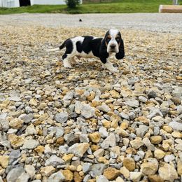 Puppy 2 - Black brown and white male Basset Hound puppy in Falls City, Nebraska from Bassett Hounds & Labradors