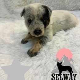 Grey Collar - Blue male Australian Cattle Dog puppy in Kamiah, Idaho from Selway Australian Cattle Dogs