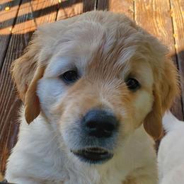 Girl - Golden female Golden Retriever puppy in Linden, North Carolina from Meadows Golden Retrievers