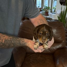 Mr.Brownie - Chocolate male Dachshund puppy in Deltona, Florida from Alicia’s Adorable Dachshunds