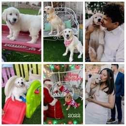 Golden Retriever Puppies from Suzy’s Golden Girls