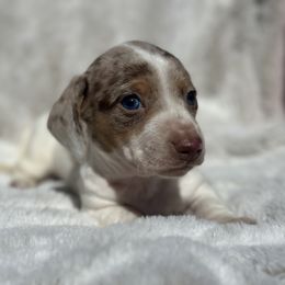 Dachshund Puppies from Oklahoma akc miniature dachshunds