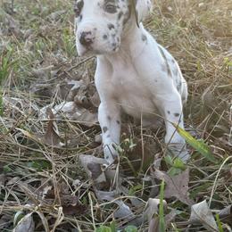 Will - Harlequin male Great Dane puppy in Montgomery, Texas from KD Sweet Southern Danes