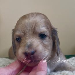 Aurora - Cream female Dachshund puppy in Jena, Louisiana from Amy’s Mini Doxies