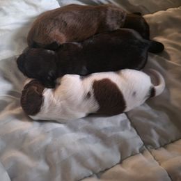 Dachshund Puppies from Harlee's Dachshunds
