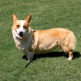 Skye - Pembroke Welsh Corgi