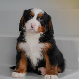 Monaco - Tri-color male Bernedoodle puppy in Dundee, Ohio from Down Home Doodle