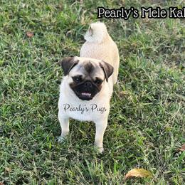 Leilani - Pug