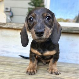 Neville (Pin wire) - Wild  boar and tan male Dachshund puppy in Mc Donough, Georgia from L & J Kennel