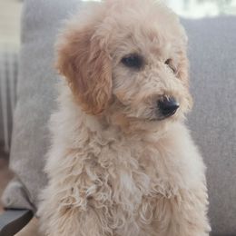Archie - Cream male Goldendoodle puppy in Tucson, Arizona from Ever After Doodles Arizona