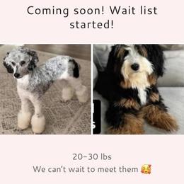 Bernedoodle puppies from Colorado Dreamin Doodles