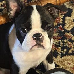 Chuck - Seal brindle and white male Boston Terrier puppy in Chattanooga, Tennessee from Wagtime Boston Terriers