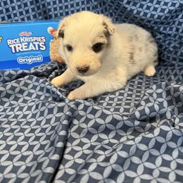 Krispies - Blue merle male Australian Shepherd puppy in Warsaw, Missouri from Siercks Ranch Aussies