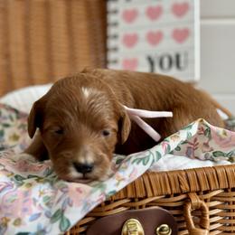 Pink - Red  female Goldendoodle puppy in Hesperia, Michigan from Red Acres Poodles & Doodles