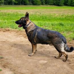 Axle - German Shepherd