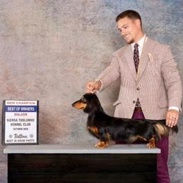 Crosby - Dachshund