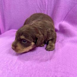 Lilly's Female 1 - Chocolate and cream female Dachshund puppy in Rattan, Oklahoma from Burgett’s Barnyard Dachshunds