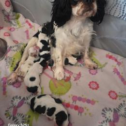 Nattie - English Toy Spaniel