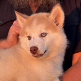 Pomsky and Siberian Husky Puppies from A-Dream Pomsky Kennel