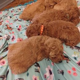 Poodle Puppies from Grace Colt Farms