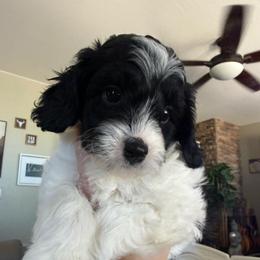 Cedar - Black and white male Cavapoo puppy in Sun City, Arizona from AZ Cavapoos