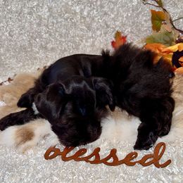 Boy 3 - Liver male Miniature Schnauzer puppy in Silsbee, Texas from My Little Schnauzer Pals