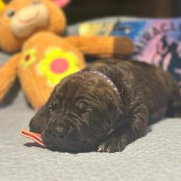 Miracle City Purple - Black brindle female Cane Corso puppy in Conroe, Texas from Miracle City