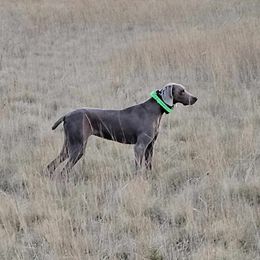Agnee - Weimaraner