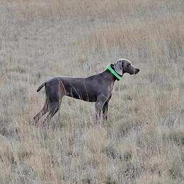 Agnee - Weimaraner