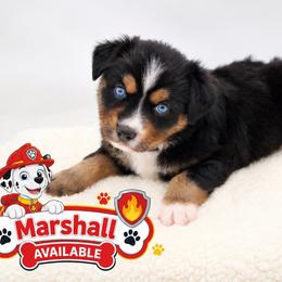 Marshall - Black tri male Miniature Australian Shepherd puppy in Apache Junction, Arizona from Circle T Mini Aussies