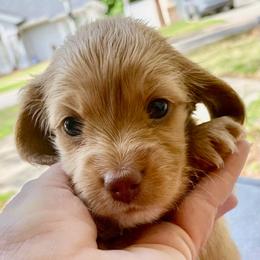 Lacy - Cream female Dachshund puppy in Lake Mary, Florida from Lakeside Doxies